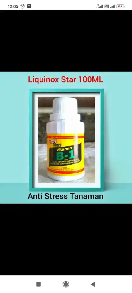 Vitamin b1 liquinox 100 ml repotting anti stress tanaman hias aglonema
