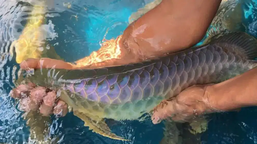 Arwana/ Arowana Crossback Blue Base 50CM (INDUKAN)