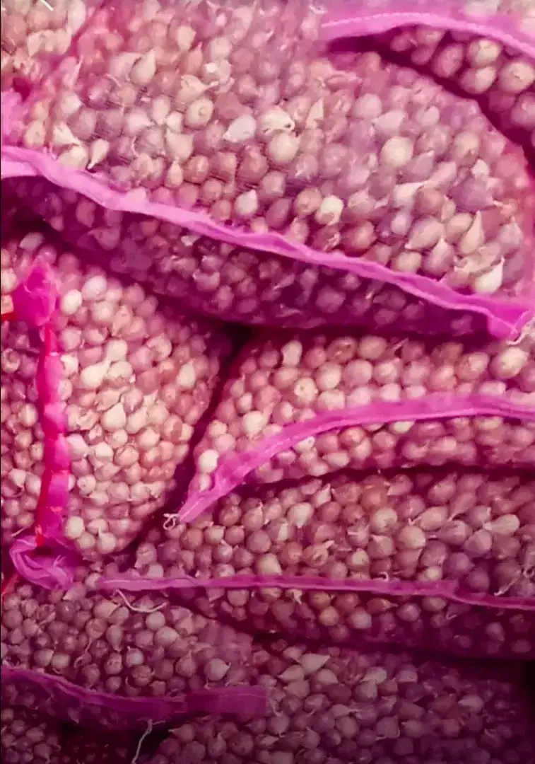 Bawang Tunggal Lanang Tanggung Bagus