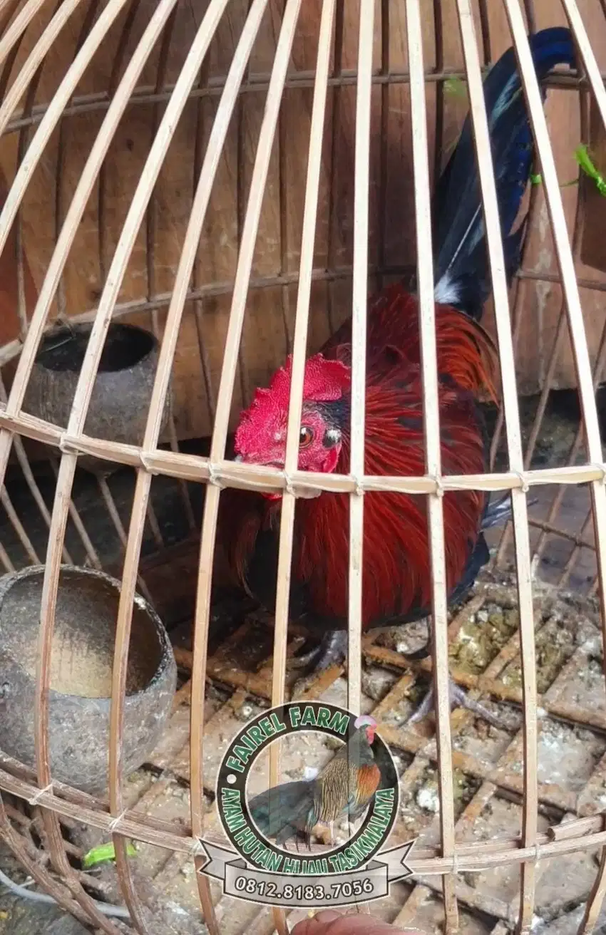 Jual ayam hutan merah - ayam hutan merah jawa