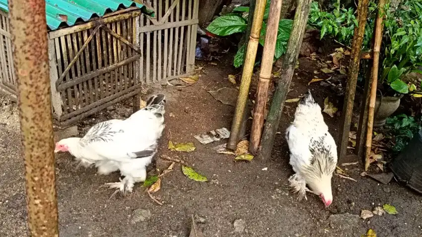 Ayam Hias Brahma