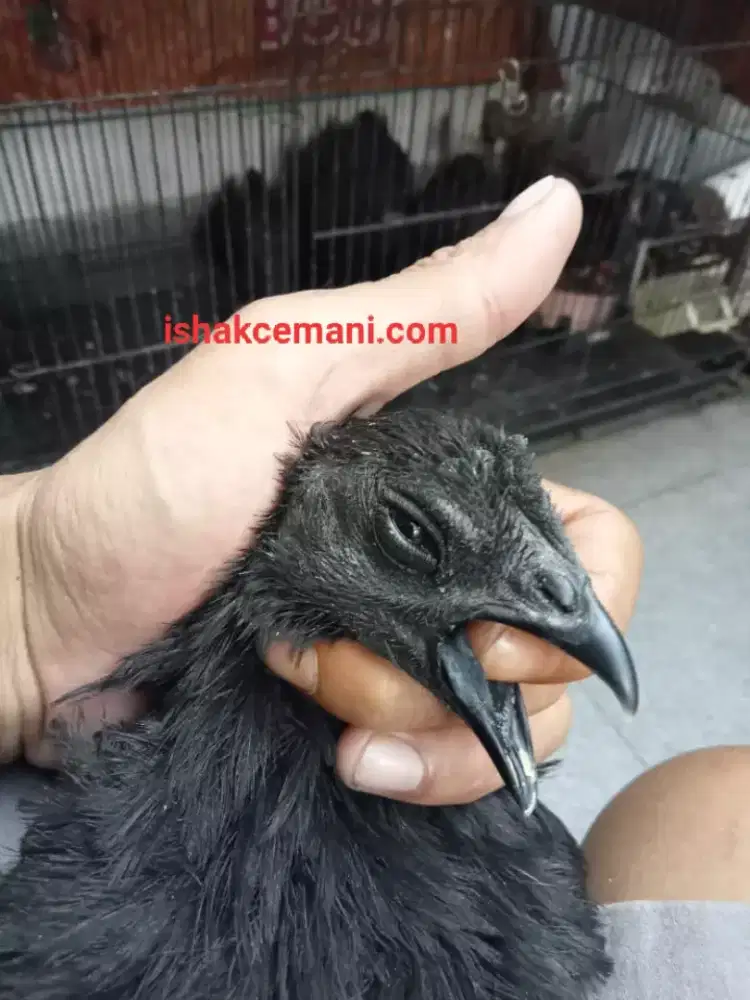 Obral Ayam Cemani Lidah Hitam Limited Edition Murah !! Wajib Baca Dulu