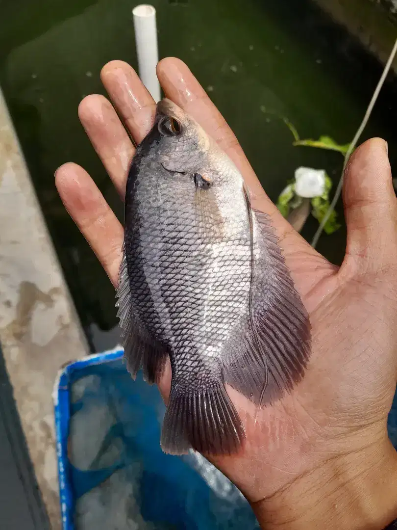 Bibit ikan gurame