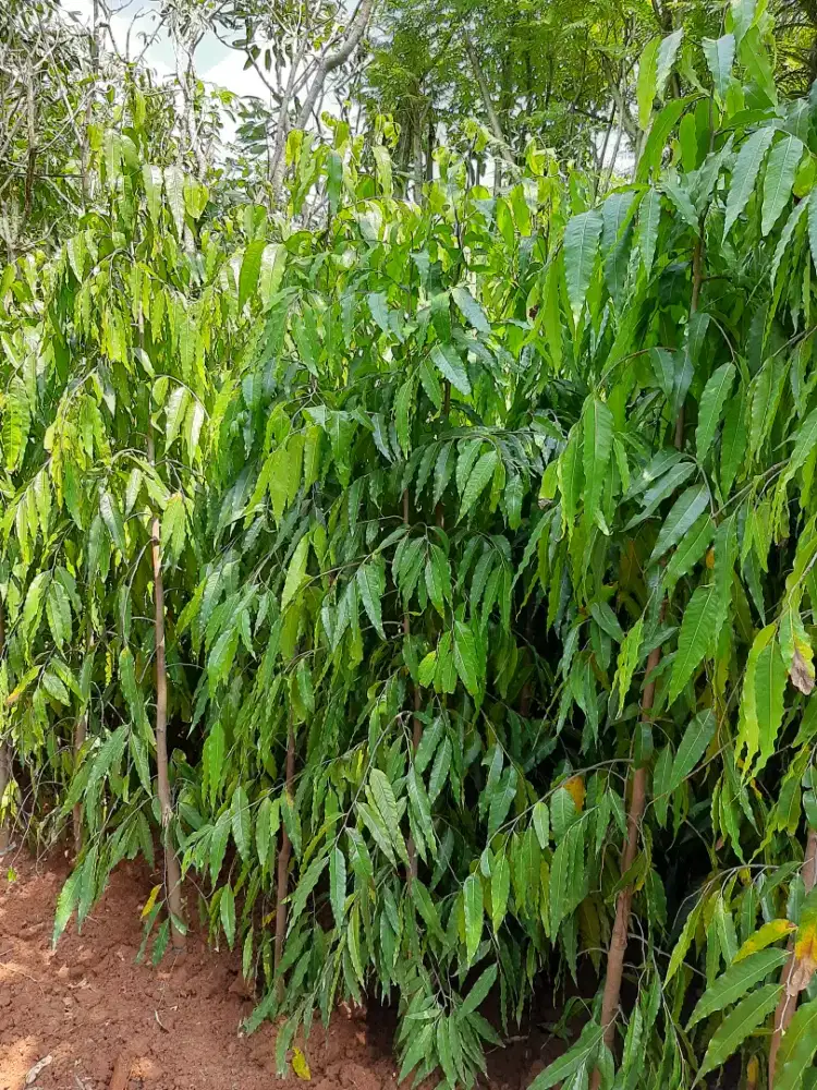 Jual Pohon Glodogan Tiang Tinggi 2 Meter