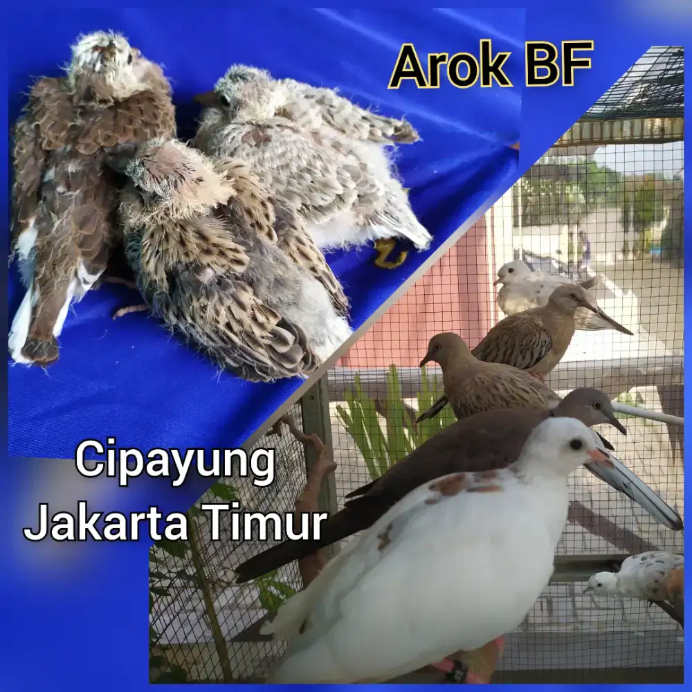 Tekukur dengan berbagai Warna