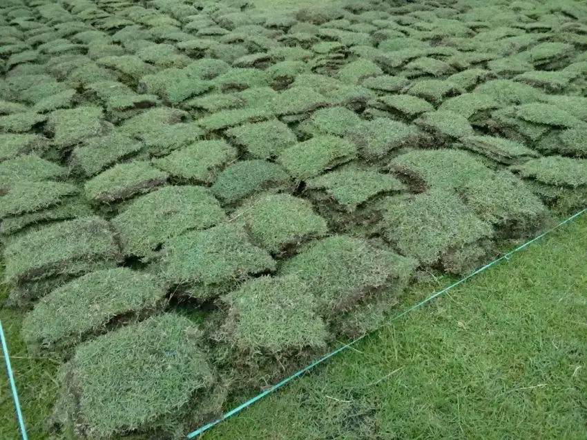 Tukan Rumput hias daerah Toraja,toraja utara