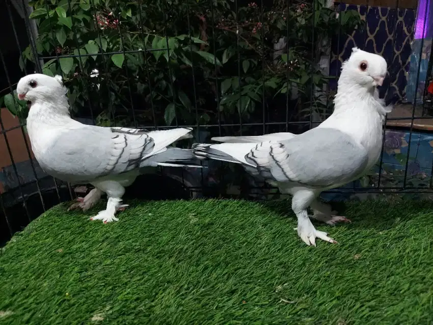 Burung Dara // Merpati Hias Santinet Bluenet Sepasang Remajaan.