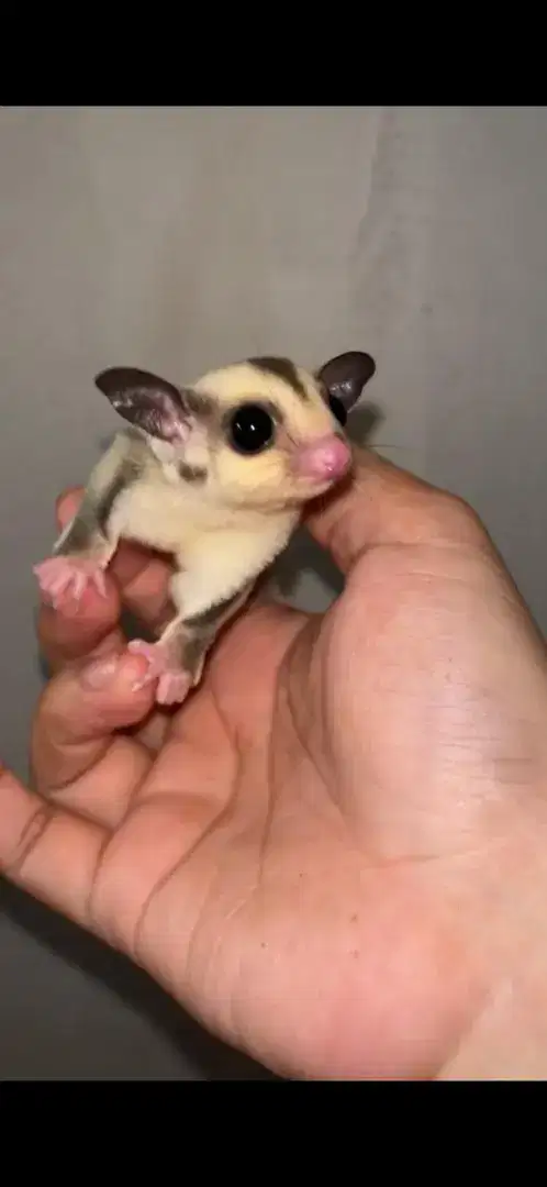 Sugar glider platinum