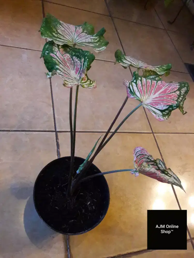 Dijual Tanaman Caladium Radiance Warna Pink