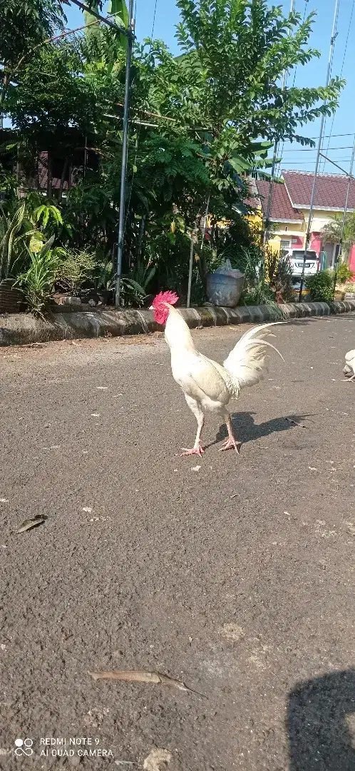 ayam kampung putih ++