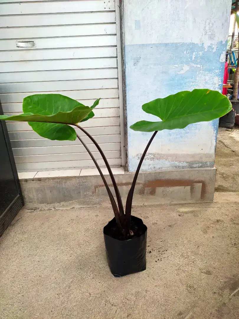 TANAMAN SENTE HITAM BALI COCOK UNTUK TAMAN GAZEBO