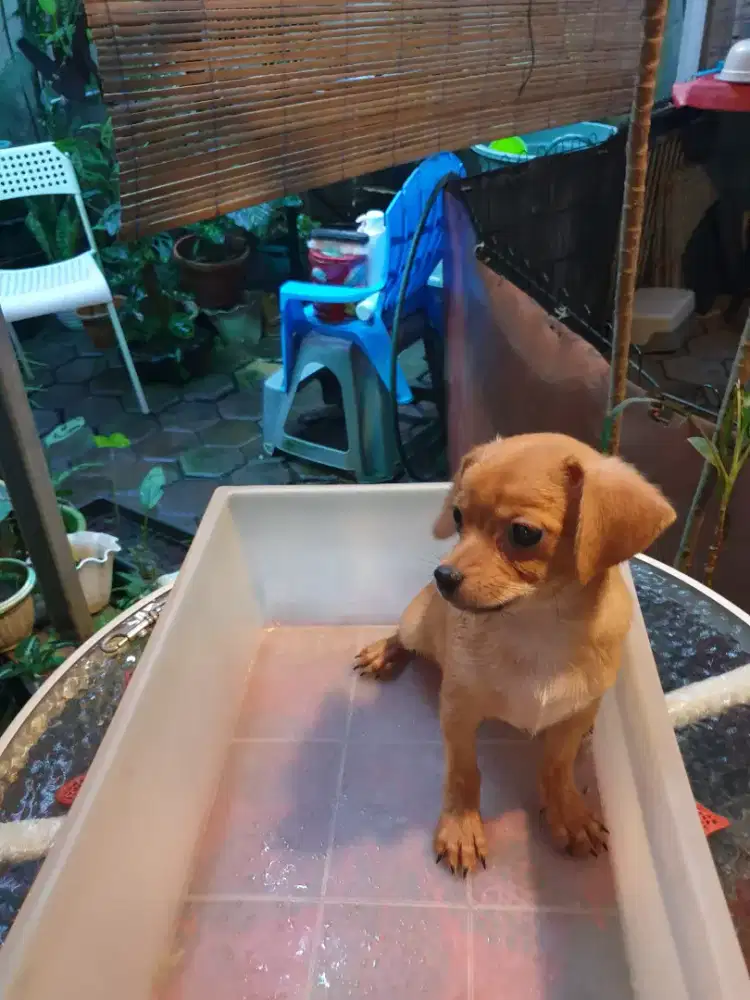 Beli 2 gratis 1 Dog mini size kecil