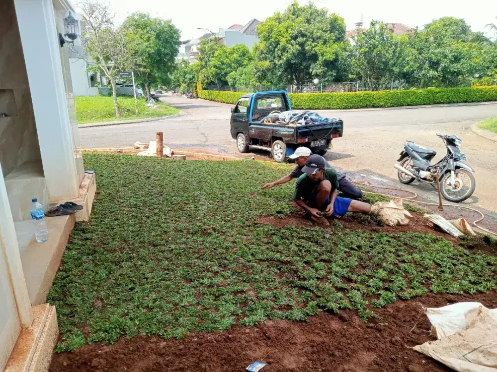 Rumput gajah mini Cibubur/tukang rumput Cibubur