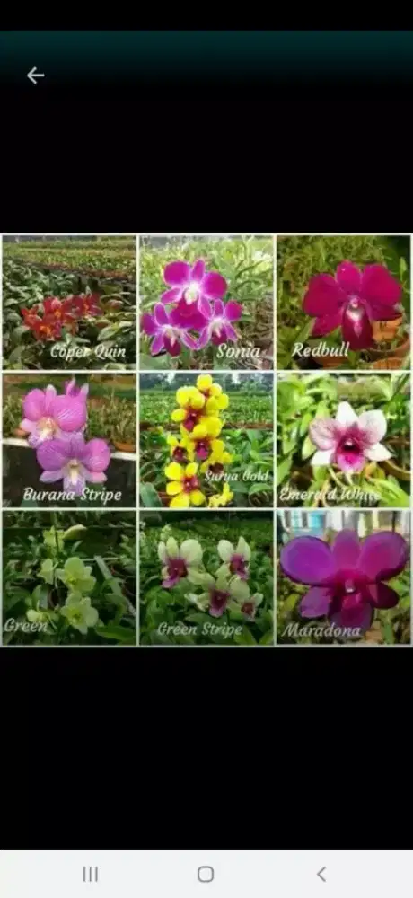 Jual anggrek dendrobium harga terjangkau