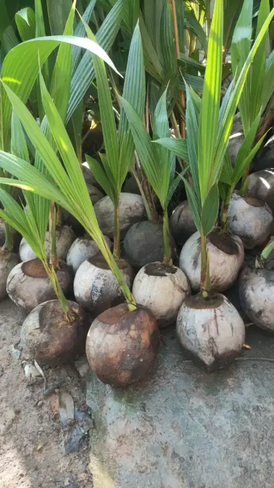 Bibit kelapa genjah entok entog nias hybrida bandar Lampung