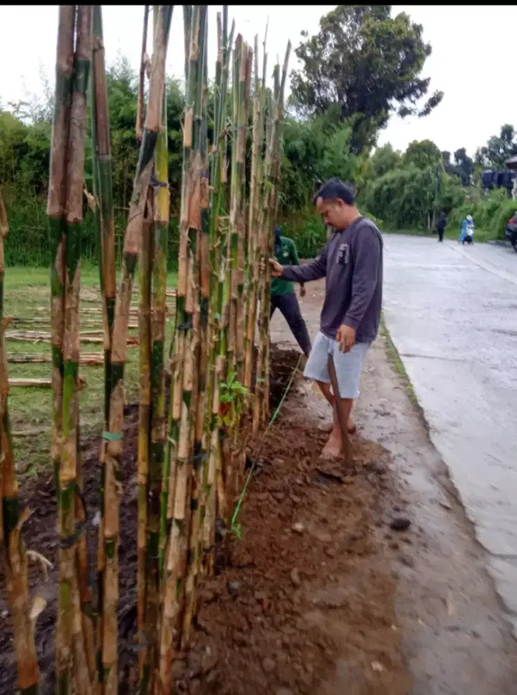 Pohon bambu jepang pagar