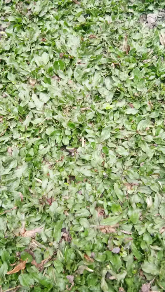 Rumput gajah mini dan varigata