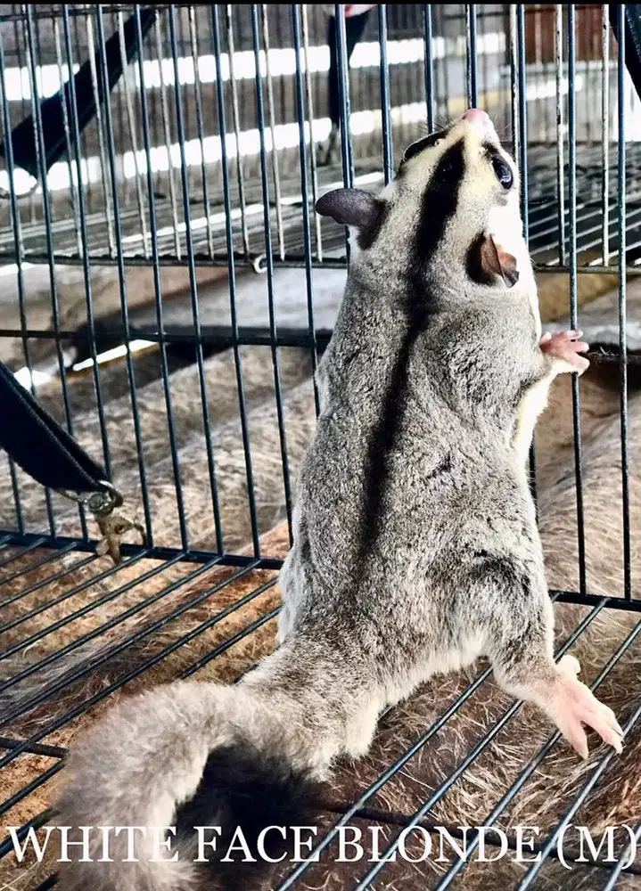 DIJUAL : Sugar Glider White Face - Jantan Dewasa