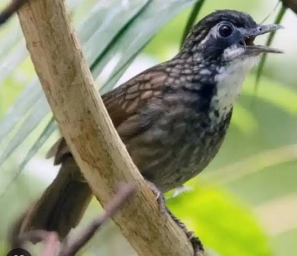 Burung Poksay rowo bahan prospek super