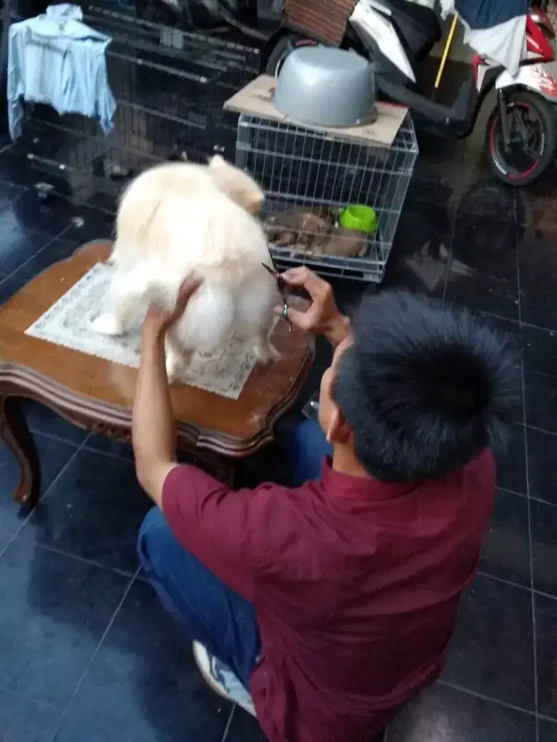 Termurah jasa grooming anjing kucing panggilan cukur bulu mandi rumah