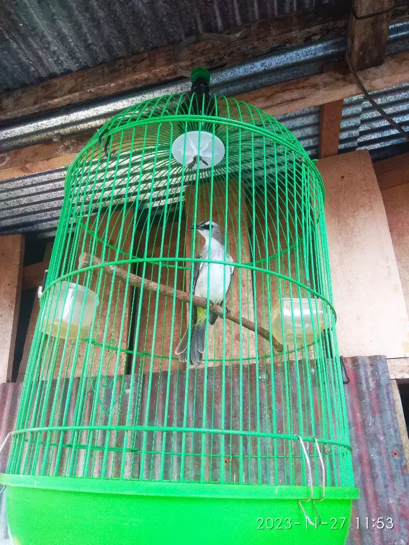 Burung Trucukan Jawa Gacor Fulset