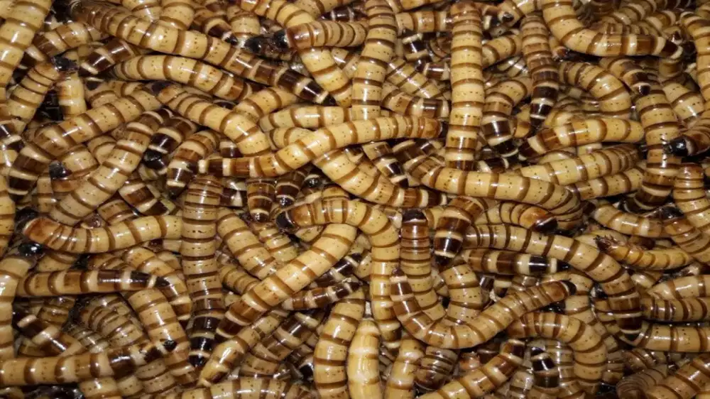 Makanan arwana ulat jerman perkilo