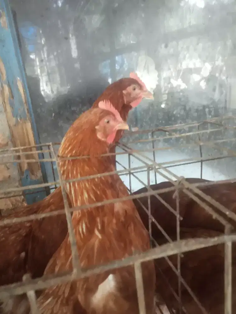 Ayam petelur (pullet)