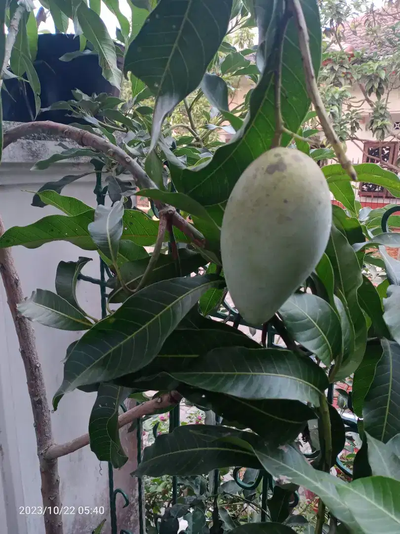 Pohon Mangga Nandogmay Sudah pernah berbuah, Tanaman Buah, Tinggi 3m