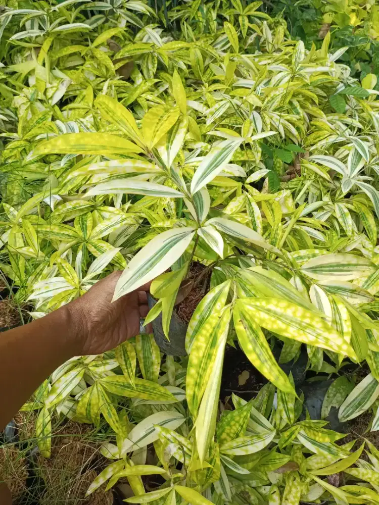 Pohon drasena bambu (COD)