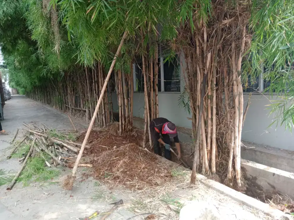 Siap bongkar pasang bambu Jepang. Atau penanaman baru.
