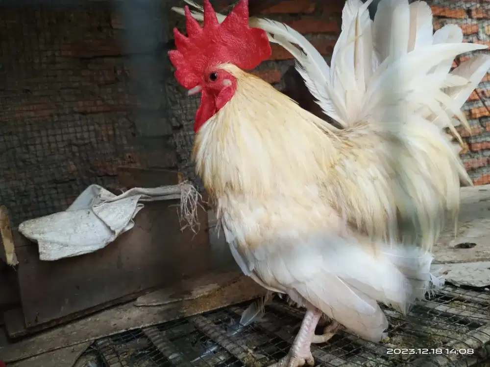 Ayam kate jantan dewasa siap ngawinin - Hewan Peliharaan - 913776579