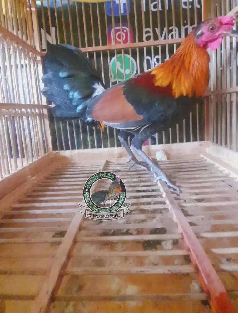 Jual sepasang ayam hutan merah jinak ayam hutan merah jawa kasintu