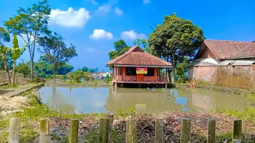 Dijual sawah & kolam ikan bonus rumah