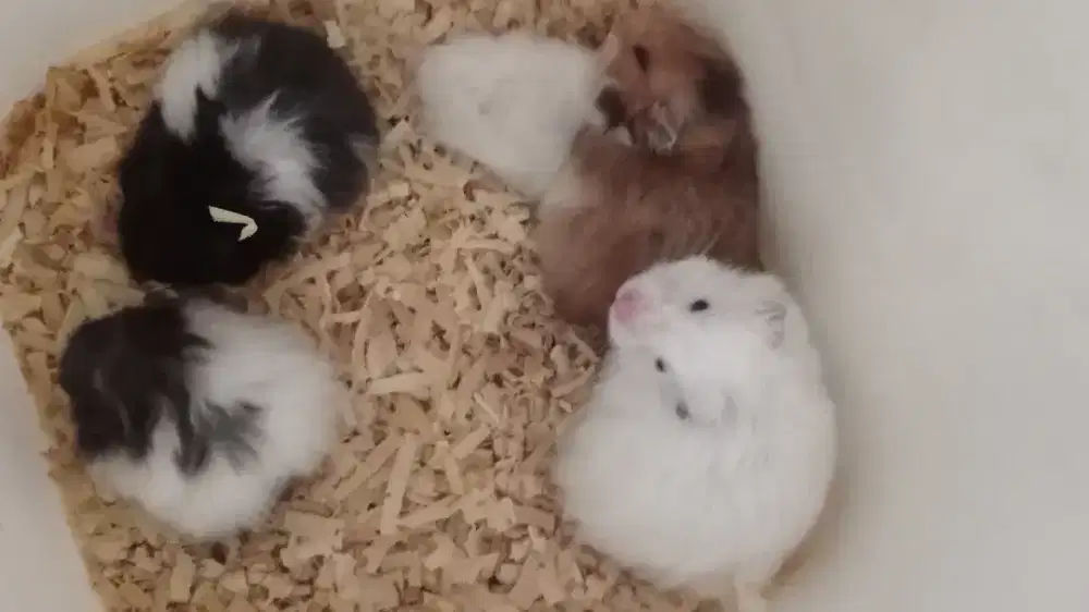 Hamster Syiria Anggora & short hair