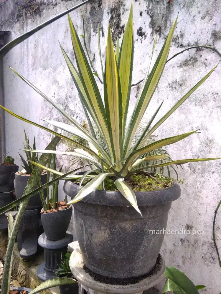 Agave sisalana mediopicta