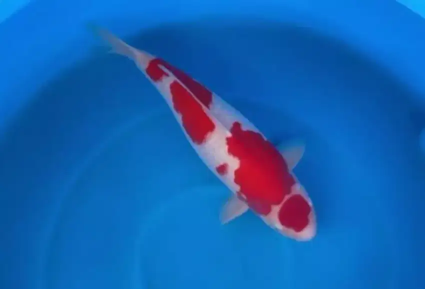 KOI IMPORT SAKAI MARUTEN KOHAKU SIZE 66CM