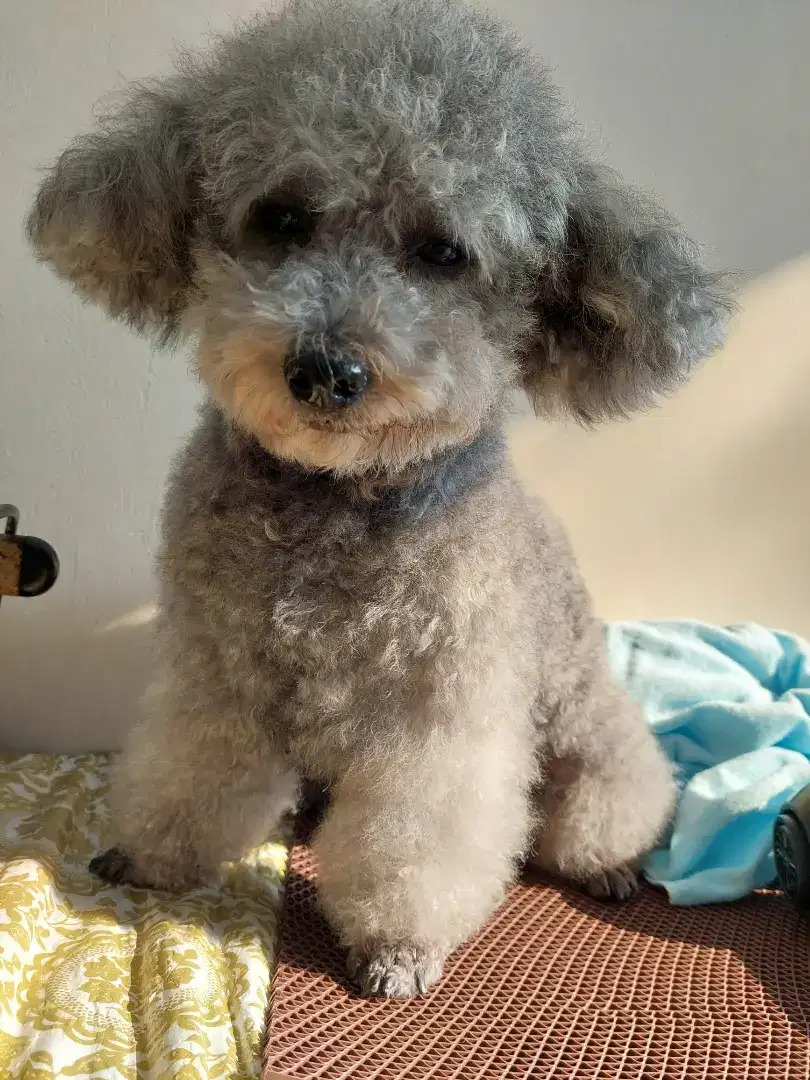 Toy poodle silver open pacak