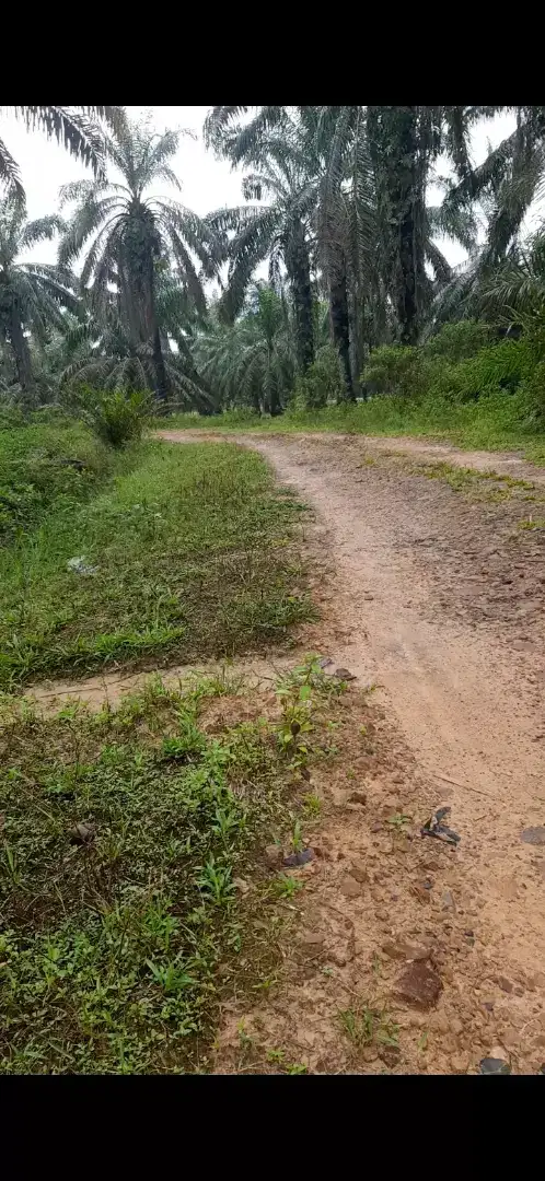 Kebun sawit di labuhan batu selatan