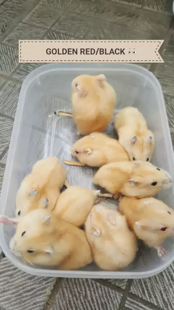 Hamster winter white Golden -jinak-