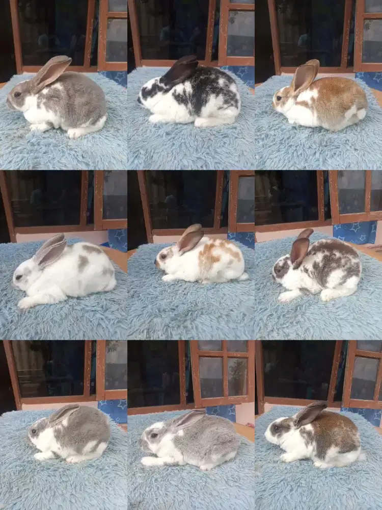 Kelinci hias Rex karpet