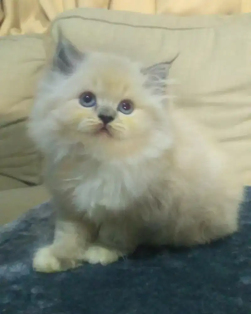 Grooming panggilan khusus kucing