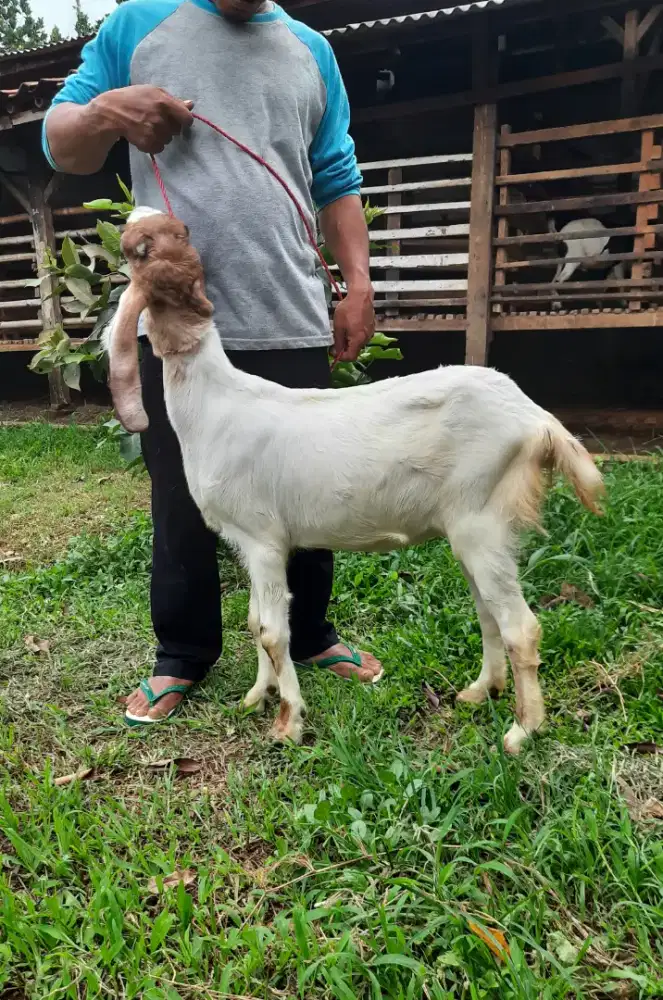 Kambing Besar, Kambing PE, Kambing Etawa