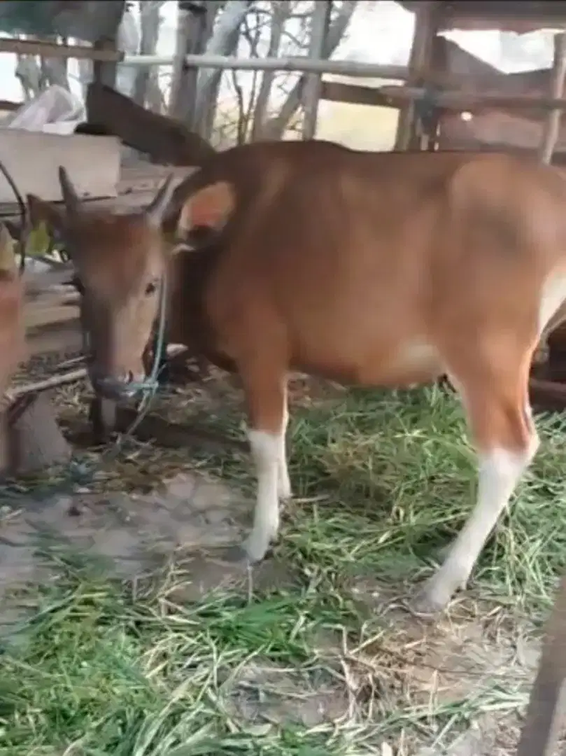 (Sapi Hidup Murah Umur 1 Tahun)