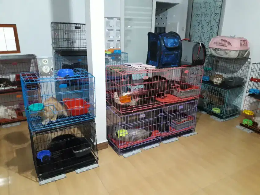 Cat Hotel Penitipan Kucing