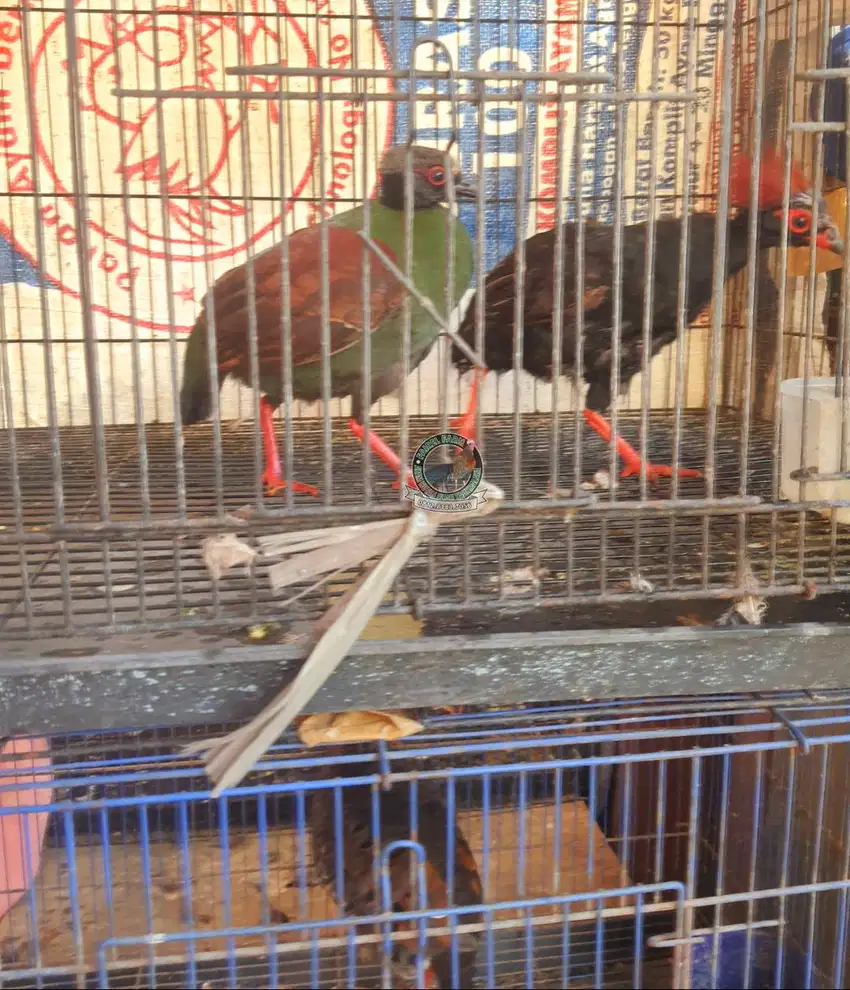 Jual puyuh sengayan sepasang puyuh jambul