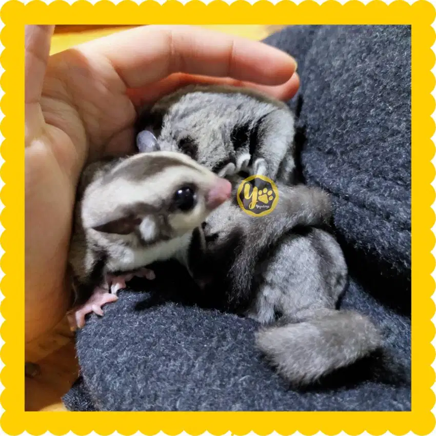 Sugar Glider Classic Gray Jinak Jantan Betina