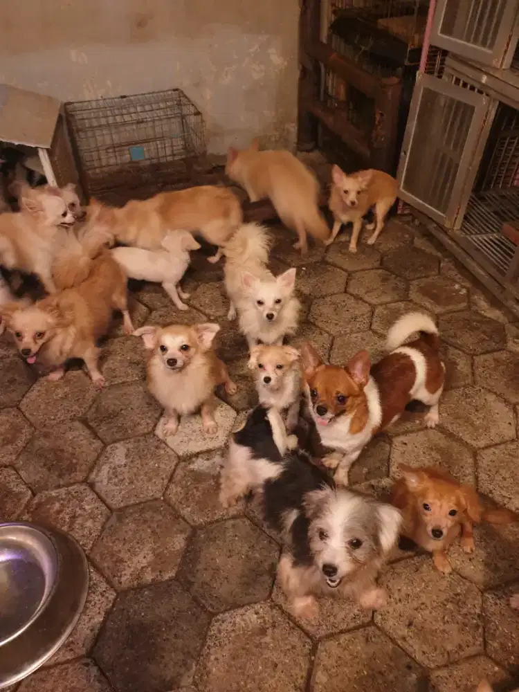 Buy2 GRATIS 1 Dog kecil ras mini