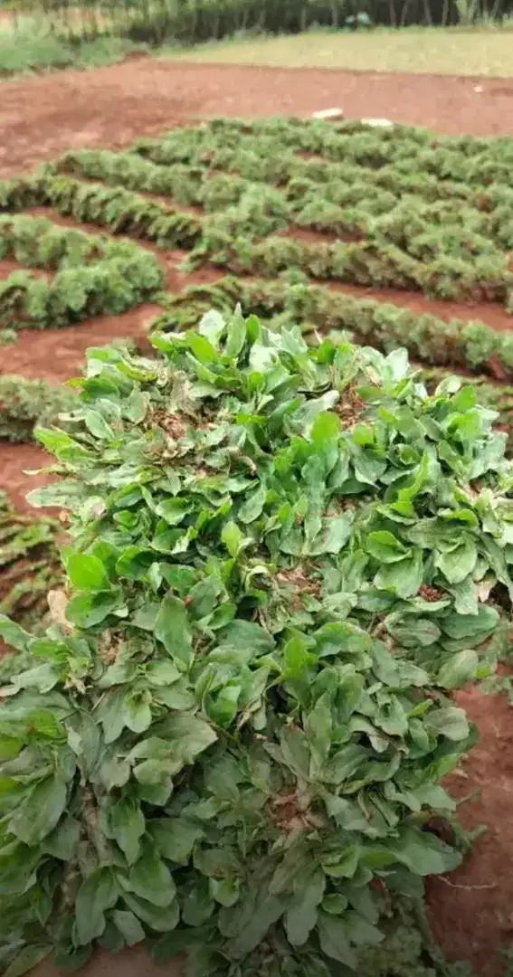 Tukang rumput & aneka jenis rumput taman dll..