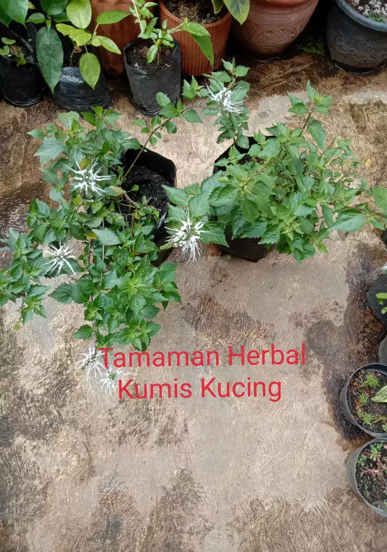 Tanaman herbal daun kumis kucing