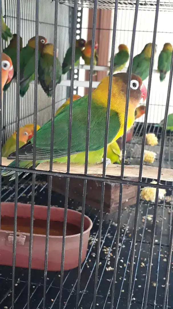 Jual BURJA Lovebird Baby JOSAN